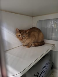 Bartholomew (Bonded w/Checkers) - Photo 3