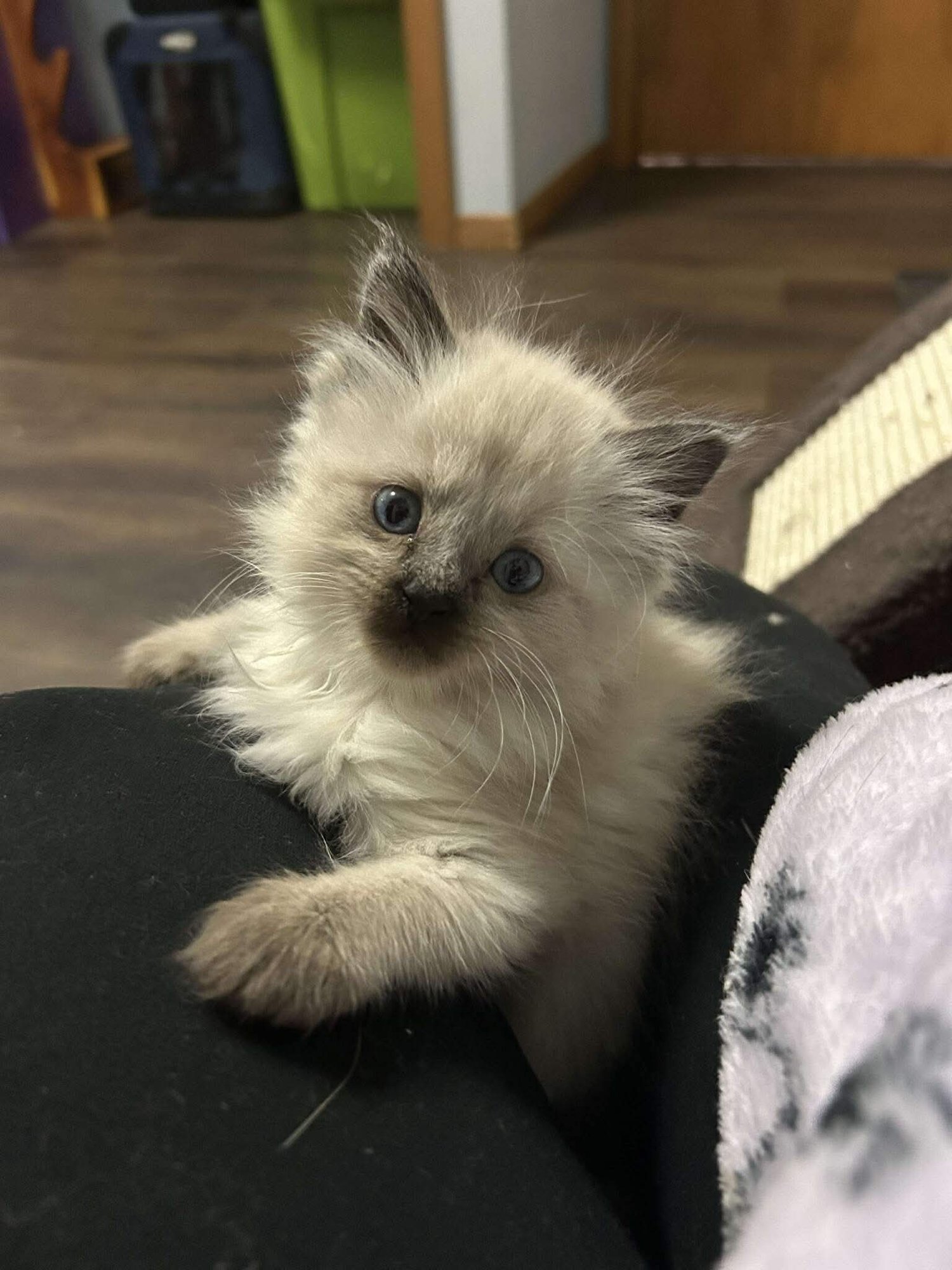 DESSA - Siamese / Domestic Medium Hair available for adoption