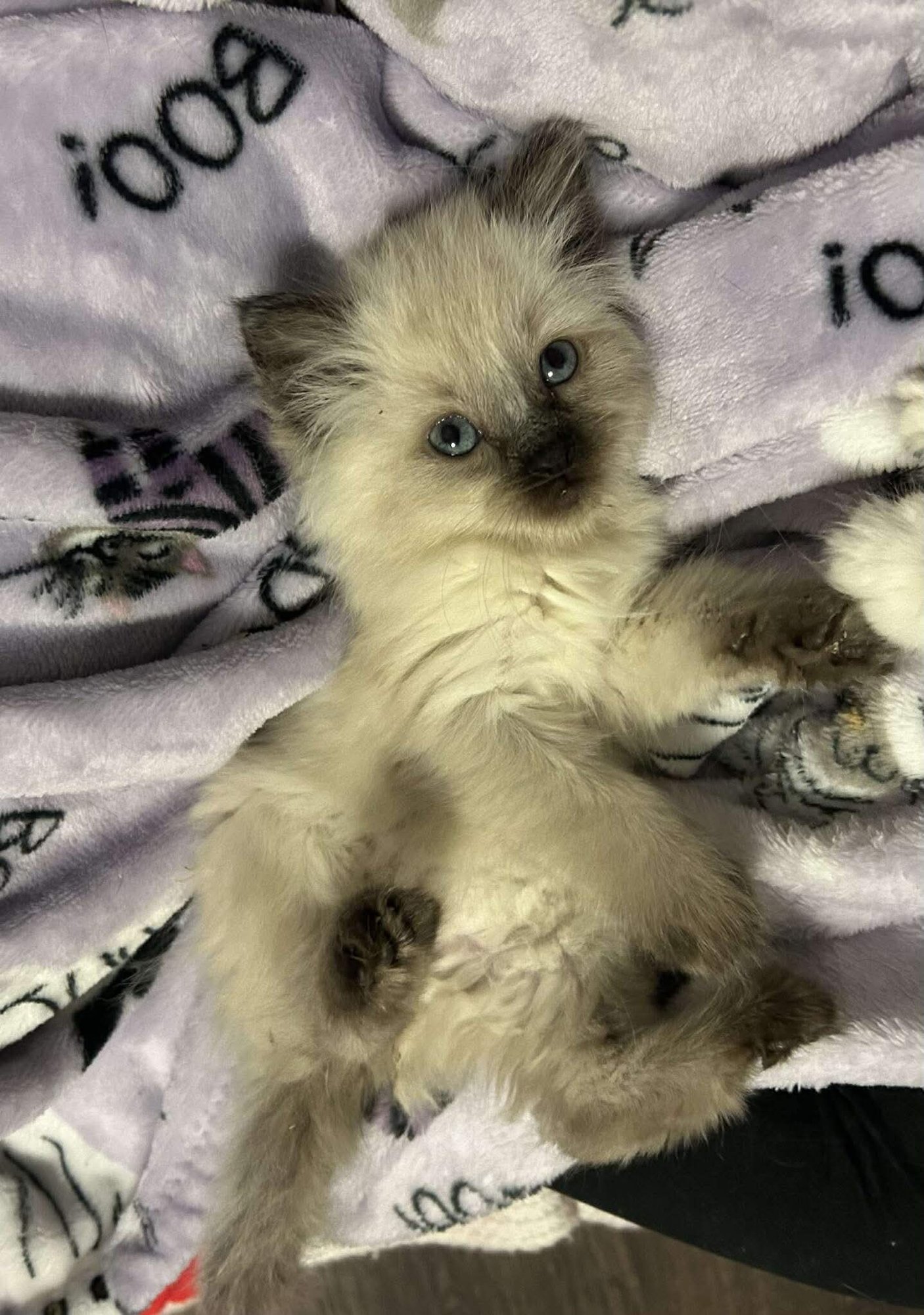 DESSA - Siamese / Domestic Medium Hair available for adoption