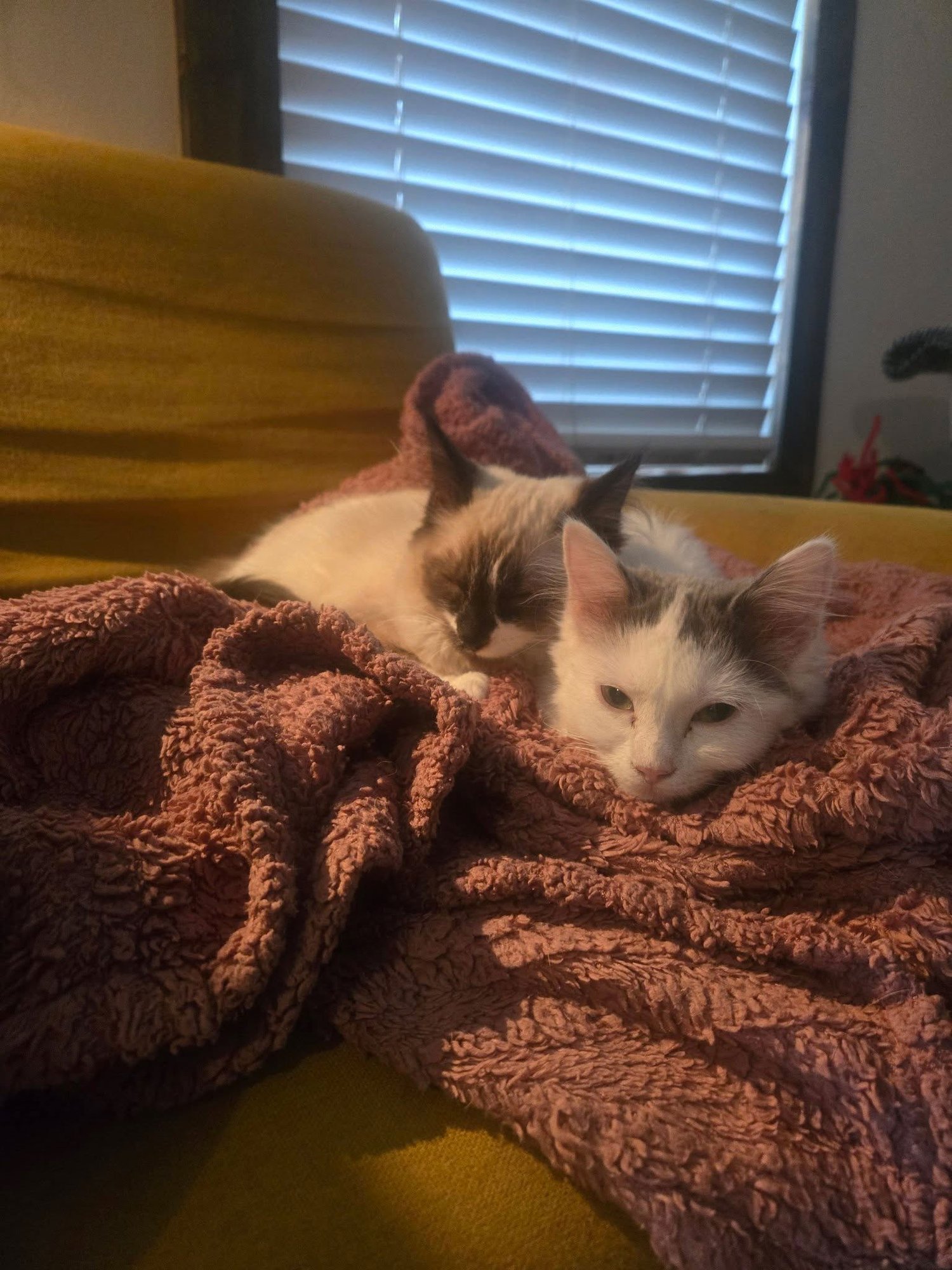 ROMA - Domestic Short Hair available for adoption