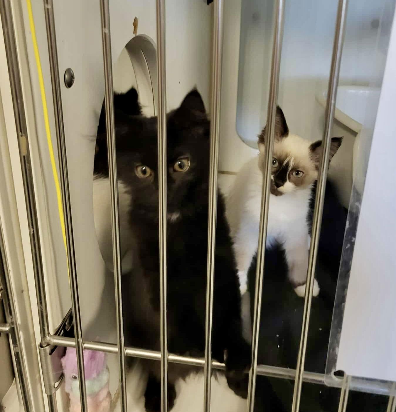 ROMA - Domestic Short Hair available for adoption