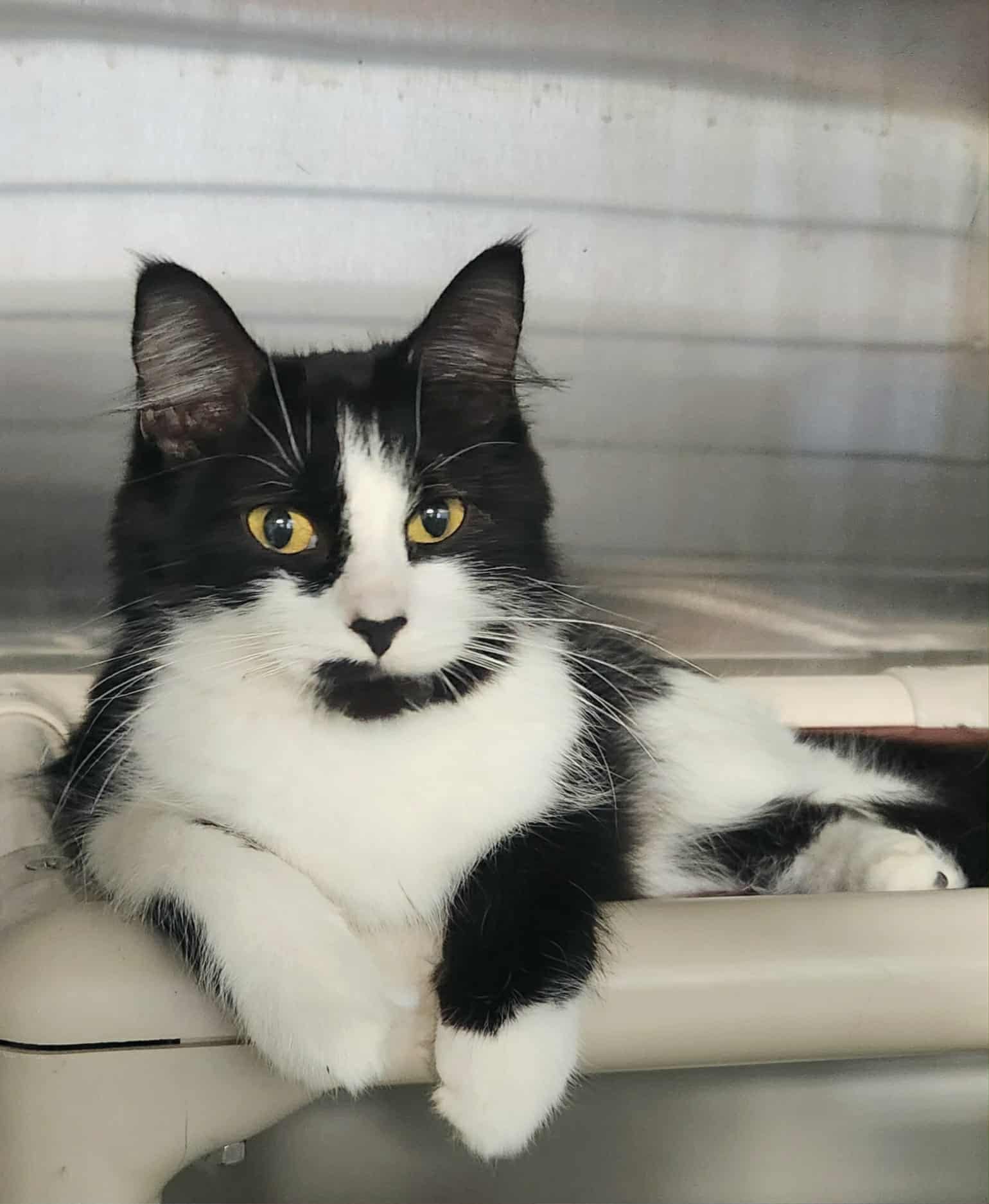 VENUS - Domestic Long Hair available for adoption