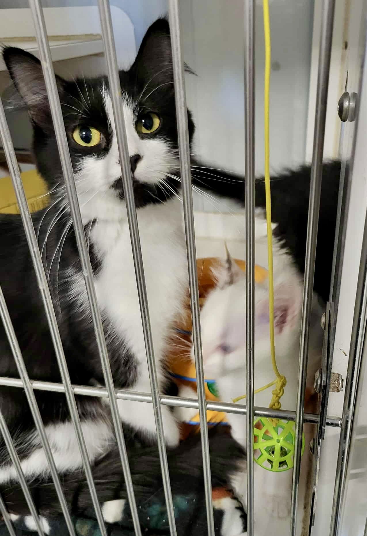 VENUS - Domestic Long Hair available for adoption