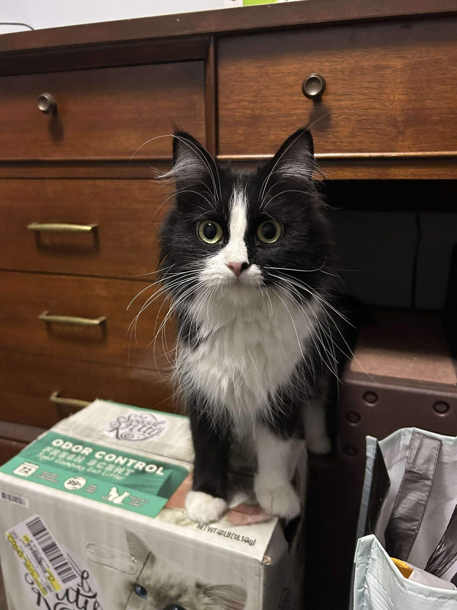 TESS - Domestic Long Hair available for adoption