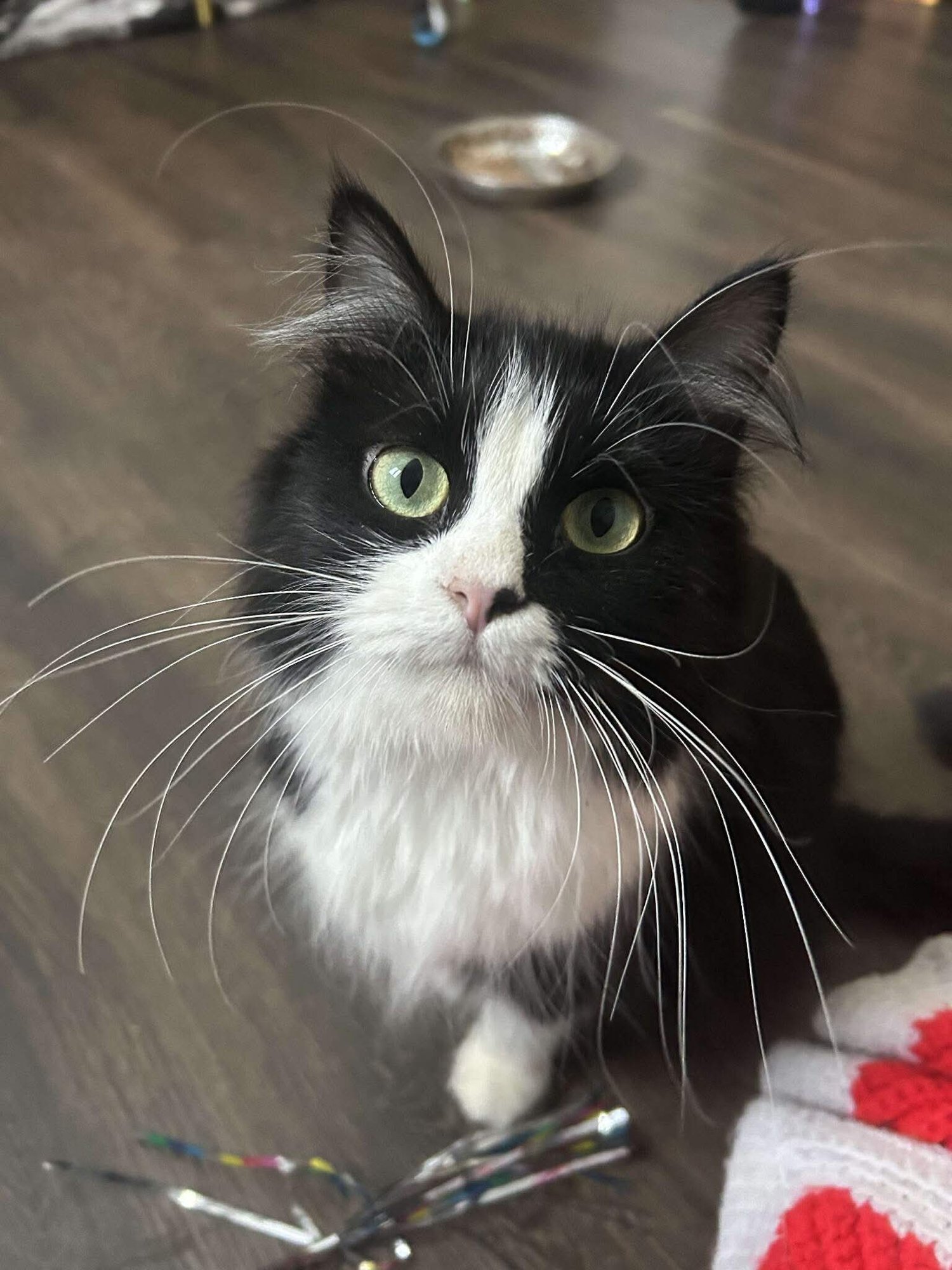 TESS - Domestic Long Hair available for adoption