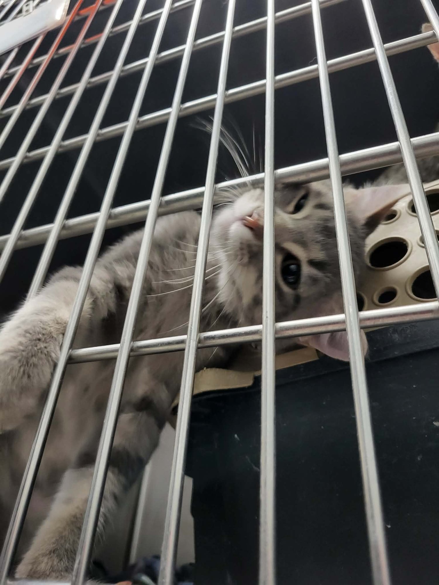 Spark (Bonded w/Sizzle) - Photo 3