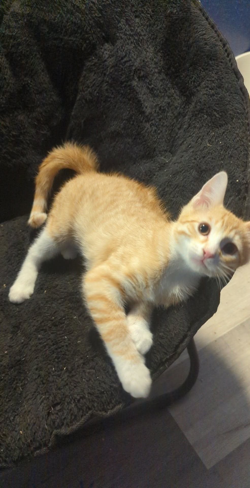 TOT - Domestic Short Hair available for adoption