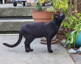 THEO (GA) - Domestic Short Hair available for adoption