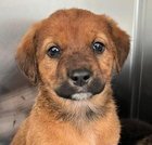 SAFFRON - Labrador Retriever / Shepherd available for adoption