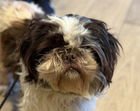 ALOKA D5738 - Shih Tzu available for adoption
