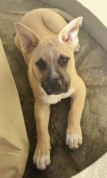 DANCER - Anatolian Shepherd / Cattle Dog for adoption in Fremont