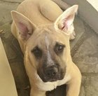 DANCER - Anatolian Shepherd / Cattle Dog available for adoption