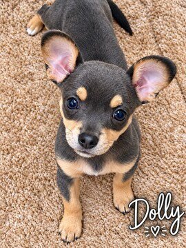 DOLLY - Chihuahua available for adoption