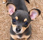 DOLLY - Chihuahua available for adoption