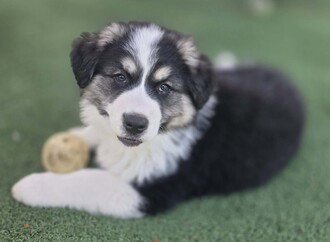 GOLIATH D6074 - Border Collie / Australian Shepherd available for adoption