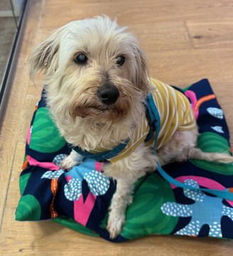 GIGI - Havanese / Maltese available for adoption