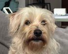 GIGI - Havanese / Maltese available for adoption