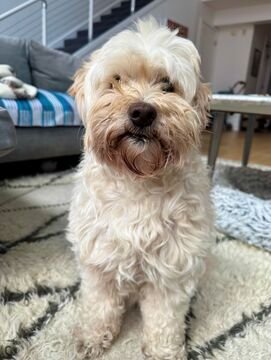 GIGI - Havanese / Maltese available for adoption