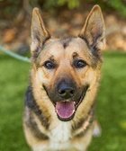 SAMMY - German Shepherd Dog available for adoption