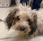 HIRO - Maltese / Poodle (Standard) available for adoption