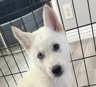 ELSA - Husky / Shepherd available for adoption