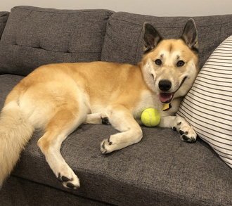 ROMEO D4462 (NOW KOJI) - Husky / Australian Cattle Dog/Blue Heeler available for adoption