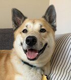 ROMEO D4462 (NOW KOJI) - Husky / Australian Cattle Dog/Blue Heeler available for adoption