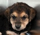 ROSEMARY - Labrador Retriever / Shepherd available for adoption
