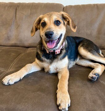 ROSEMARY D5247 - Labrador Retriever / Shepherd available for adoption