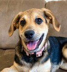 ROSEMARY D5247 - Labrador Retriever / Shepherd available for adoption