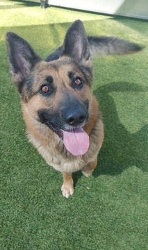 RAMONE D5224 - German Shepherd Dog available for adoption