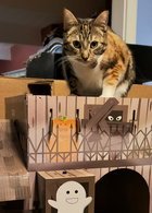 M'OLA 05-4312 - Domestic Short Hair available for adoption