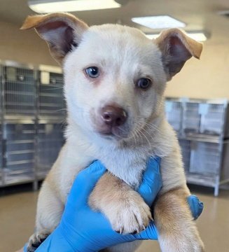 COSMO D6071 - Shepherd / Chihuahua available for adoption