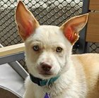 COSMO D6071 - Shepherd / Chihuahua available for adoption