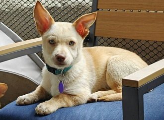 COSMO D6071 - Shepherd / Chihuahua available for adoption