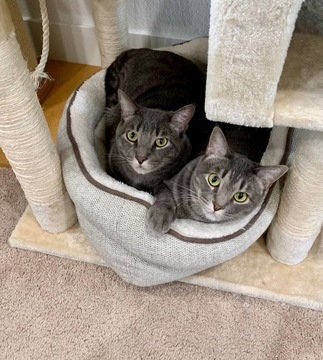 JILL 05-4146 - Domestic Short Hair available for adoption
