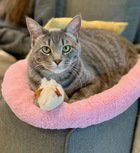 JILL 05-4146 - Domestic Short Hair available for adoption