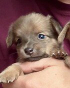 JACK - Chihuahua available for adoption