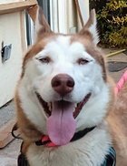 NEENA D7481 (WAS TOOTSIE - Husky available for adoption