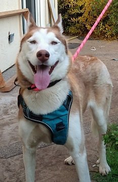 NEENA D7481 (WAS TOOTSIE - Husky available for adoption