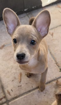 KRISSY (CROUTON) - Chihuahua available for adoption