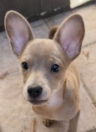 KRISSY (CROUTON) - Chihuahua available for adoption