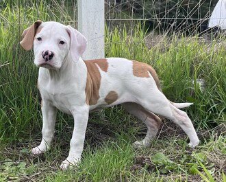 SUSIE - Treeing Walker Coonhound / Pointer for adoption in Fremont