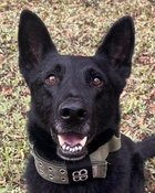 RANGER D7500 (ARGUS) - German Shepherd Dog available for adoption