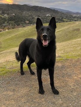 RANGER D7500 (ARGUS) - German Shepherd Dog available for adoption