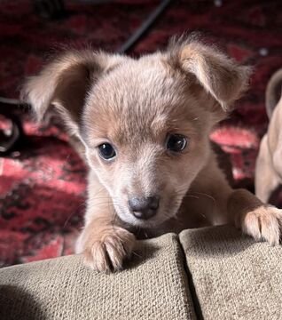 JANET (MARIE) - Chihuahua available for adoption