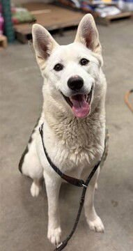 KHALASI - German Shepherd Dog / Husky available for adoption