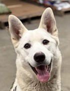KHALASI - German Shepherd Dog / Husky available for adoption
