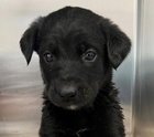 BASIL - Labrador Retriever / Shepherd available for adoption