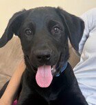 BASIL D5273 - Labrador Retriever / Shepherd available for adoption
